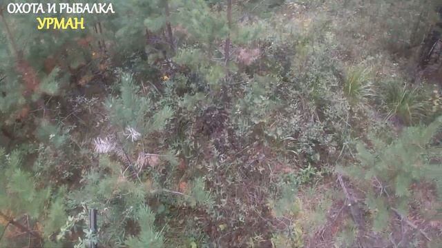 ТИХАЯ ОХОТА. ПОХОД В ЛЕС ЗА ГРИБАМИ. ЗА РЫЖИКАМИ С РЫЖИКОМ. смотреть онлайн