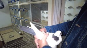 САМЫЙ БОЛЬШОЙ ПИТОМНИК ГОЛУБЕЙ КОТОРЫЙ Я ВИДЕЛ. Бакинцы,Ленинаканцы,Николаевские,Чайки,Монахи и тд.