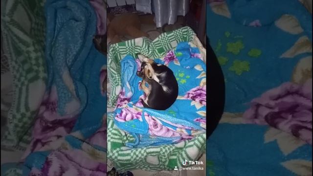 той терьер девочка 3 мес смотреть онлайн