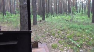 Поездка в лес на драндулете собираем ягоды и валёжник.