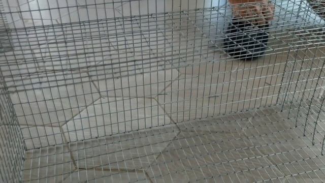 делаем клетки для шиншилл. клетки для моногамной семьи шиншилл. смотреть онлайн