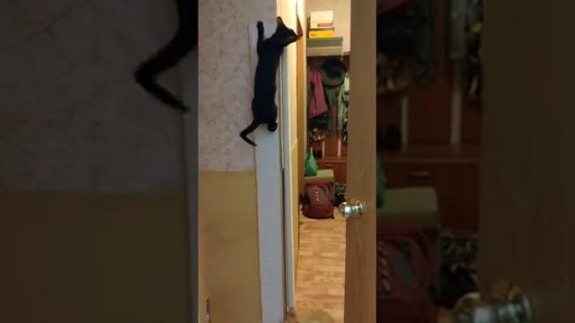 Как спасти обои от острых коготков кота смотреть онлайн