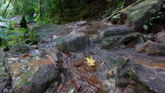 Bang Pae Waterfall ?? Phuket's Best Rated Waterfall (Great Alternative to the Beaches) смотреть онлайн