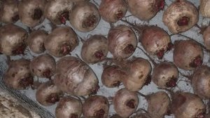 Как хранить свеклу зимой в домашних условиях в погребе