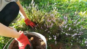 Что посадить вдоль забора. Цветник вдоль дорожки. Клумбы перед домом.