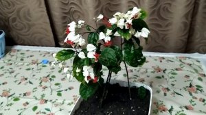 Клеродендрум Томпсона. Выращивание и уход в домашних условиях.