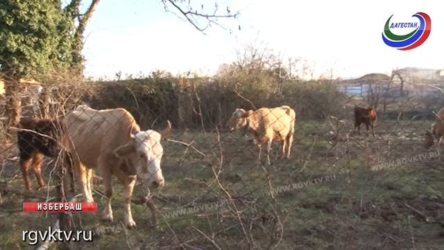 В Избербаше появилась штраф стоянка для бродячих коров смотреть онлайн