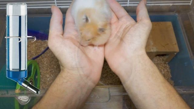 Сирийский хомяк - уход и содержание. Как ухаживать за сирийским хомяком смотреть онлайн