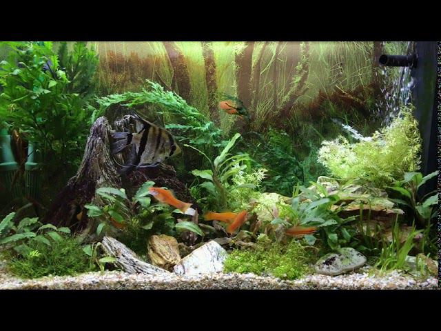 Переоформление аквариума смотреть онлайн