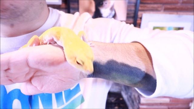 Gecko Leopardo - Tremper Albino