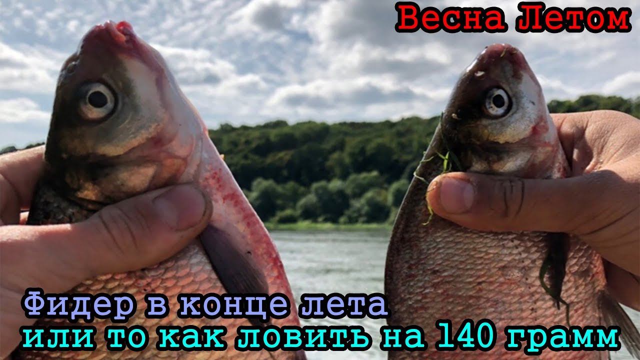 Поклёвки леща на кукурузу. Высокая вода в конце Августа. Рыбалка в конце лета смотреть онлайн