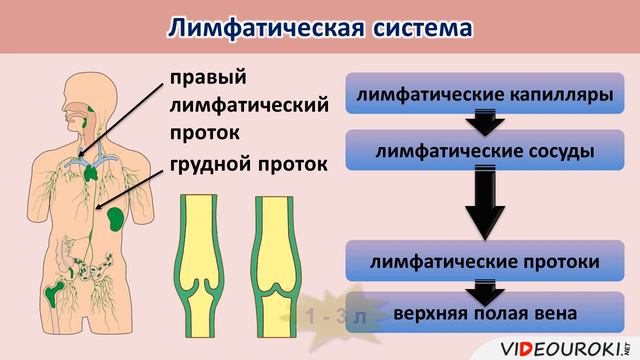 Лимфатическая система Движение лимфы смотреть онлайн