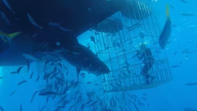 Great white shark swims into cage смотреть онлайн