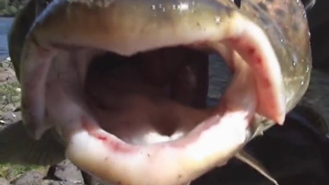 Кизир, Рыбка..... смотреть онлайн