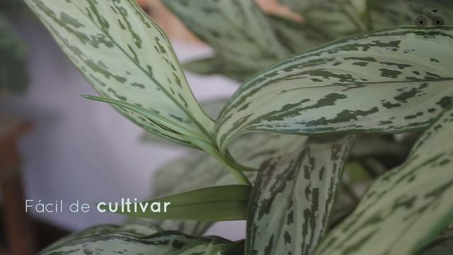 5 plantas LINDAS para salas sem sol смотреть онлайн