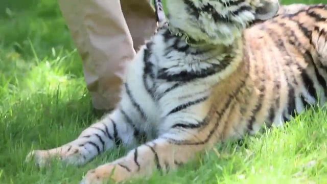 Amazing Animals: Meet Contessa the Siberian tiger смотреть онлайн