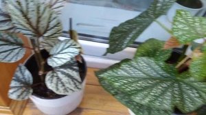 Комнатные Растения. Коллекция Бегоний