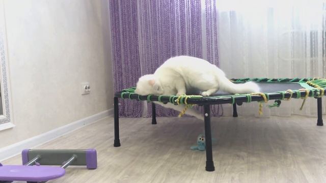Зацепила меня Кот Ангора играет с игрушкой смотреть онлайн