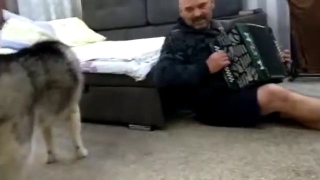 Поющие хаски. Мы русские сабакины