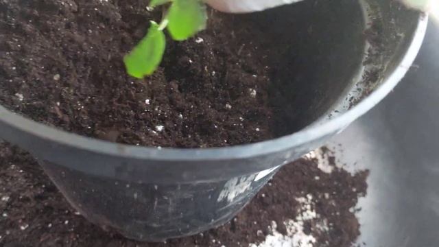 О передержке черенков роз зимой, пересадка в большую ёмкость. смотреть онлайн