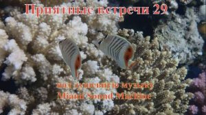 Приятные встречи 29 Бабочка красноспиновая под душевную музыку Miami Sound Machine - Все из-за тебя