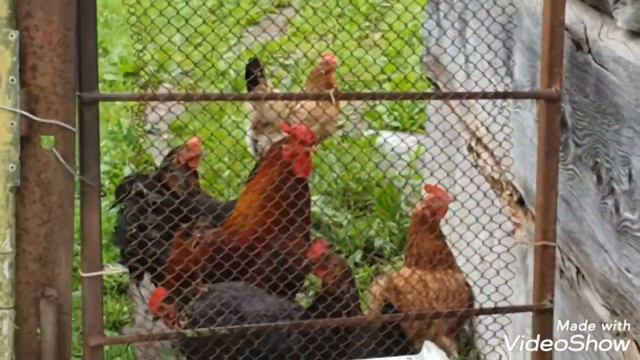 Деревня Духовское Пограничный район Приморье дальний восток смотреть онлайн