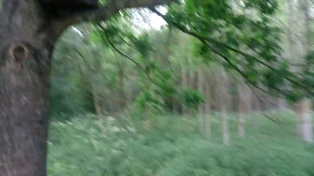 РОЕЛОВСТВО 2021/первый рой в 2021 году,Беларусь.