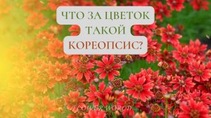Что за цветок такой кореопсис??