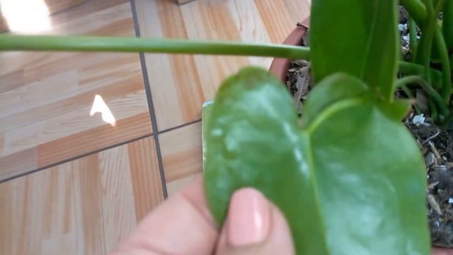 Acaros en plantas de interior😥 смотреть онлайн