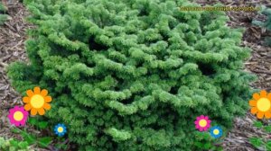 Пихта бальзамическая Нана. Краткий обзор, описание характеристик abies balsamea Nana