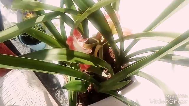 Amarílis Minerva #33 смотреть онлайн