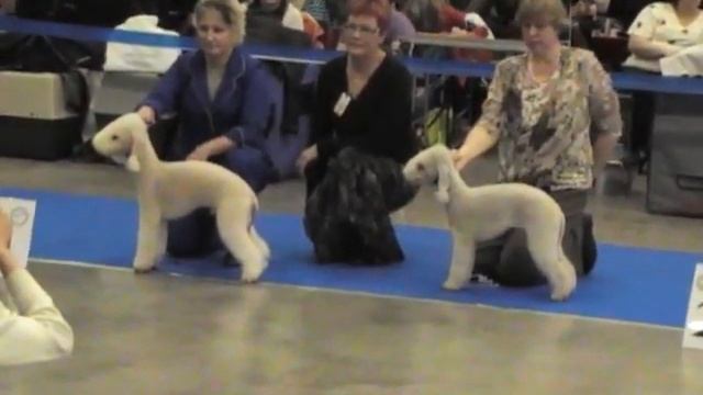 ЗОЛОТОЙ ОШЕЙНИК 2011 Победители Бедлингтон-терьер смотреть онлайн