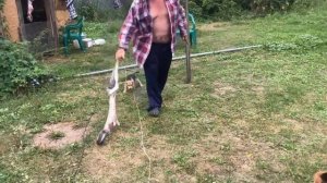 Щенки русской гончей. Охота с гончими