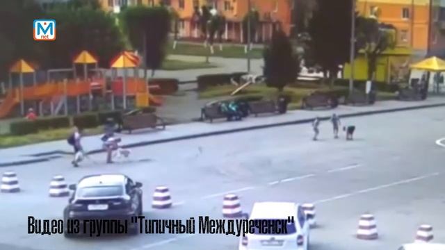 Собака покусала ребёнка. Ищем очевидцев смотреть онлайн