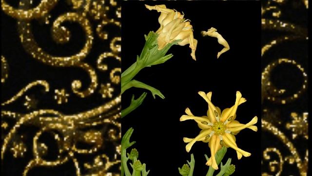 Красота из человеческих тел! смотреть онлайн