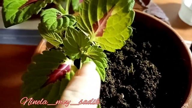 #Колеус формируем крону правильно. Прищипка колеуса.