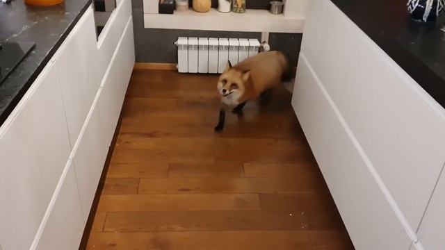 ЛИ СЯО. Алиса - Лиса. О любимых местах отдыха лисы. Забавные моменты. смотреть онлайн