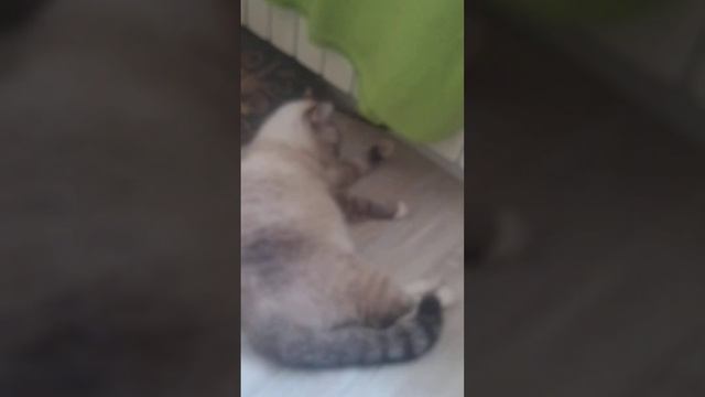 В конце мой дядя сказал что камеру надо протереть а я сказала сам ты грязный !? смотреть онлайн