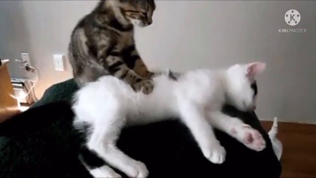 Вот почему котики топчутся по тебе своими лапками, ты будешь потрясён смотреть онлайн