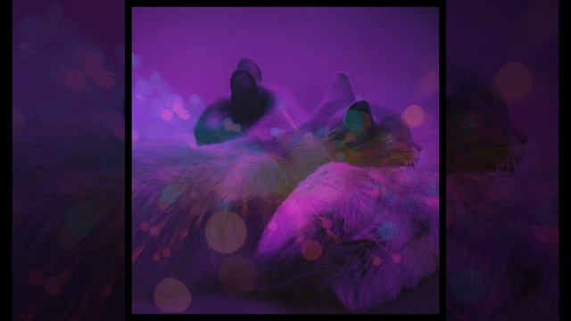 Мечты (Спящие кошки) смотреть онлайн