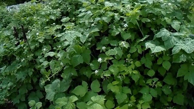 Ежевика в Сибири.(Выращивание и уход) Сорт Агавам 2 ч. смотреть онлайн