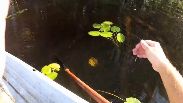 Национальный парк Паанаярви смотреть онлайн