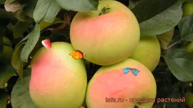 Яблоня средний Имрус (malus imrus) ? средний яблоня Имрус обзор: как сажать, саженцы яблони Имрус смотреть онлайн