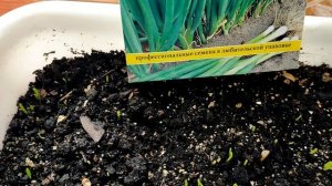 Лук на зелень зимой на подоконнике (8 дней после посадки семенами). Сорта: Фактор, Тотем, Параде