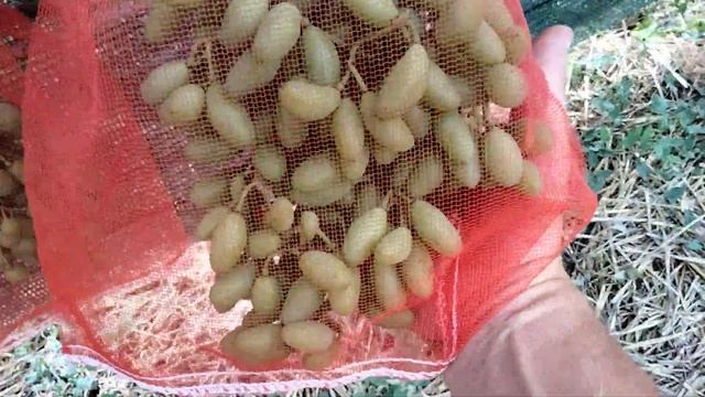 Обход виноградника Краснодарский край. смотреть онлайн