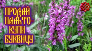 Буквица лекарственная трава оздоравливающая весь организм.mp4