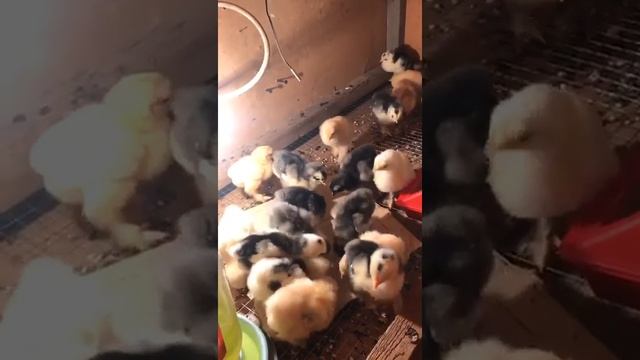 Кох палевый и кохинхин мрамор 5 день смотреть онлайн