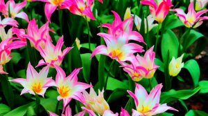 13 ЧАСТЬ : 18.04.23 HOLLAND KEUKENHOF  / выставка тюльпанов  / Голландия Keukenhof 2023