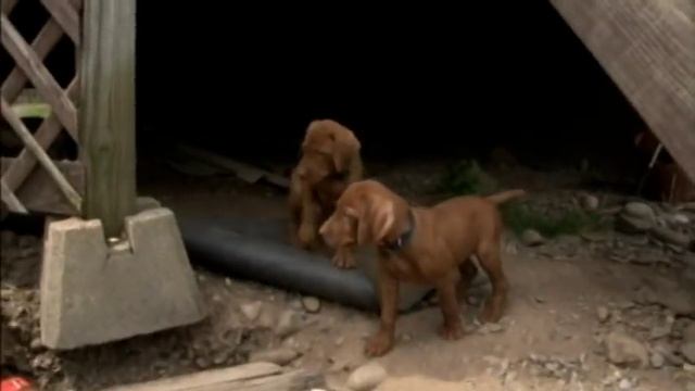 Eight Vizsla Puppies - Part Two смотреть онлайн