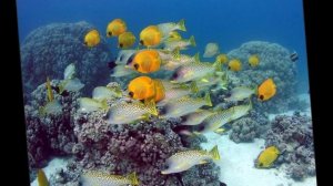 "Дружат дети всей земли" Муз. Д. Львова-Компанейца, сл. В. Викторова